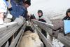 Réttir í Tröð í Önundarfirði og Kirkjubóli í Valþjólfsdal 26 og 27 sept 2009